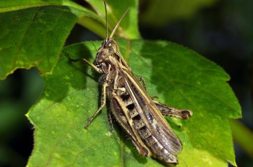 Chorthippus sp.