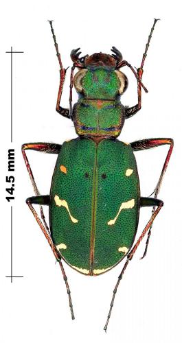 Cicindela turkestanica