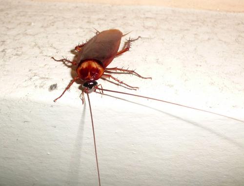 Periplaneta americana