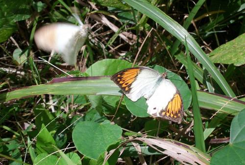 Hebomoia glaucippe