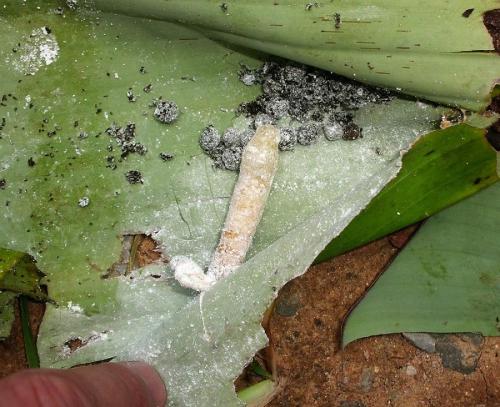 Erionota sp.