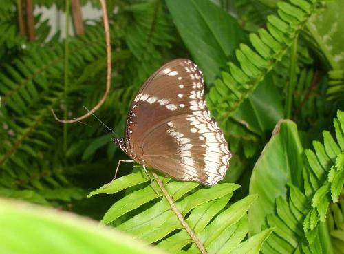 Hypolimnas bolina