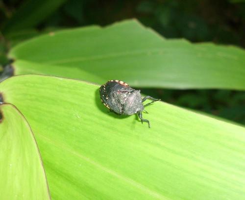 Réf. 81 144 : Cyclopelta obscura