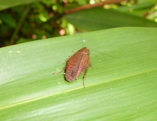 Réf. 81 148 : Rhabdoblatta sp.