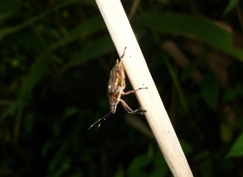 Dalpada oculata