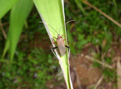 Notobitus sp.