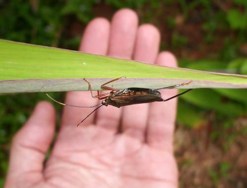 Notobitus sp.