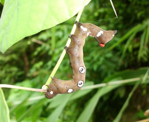 Eudocima sp.