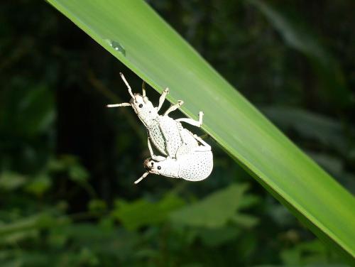 Réf. 81 185 : Episomus sp.