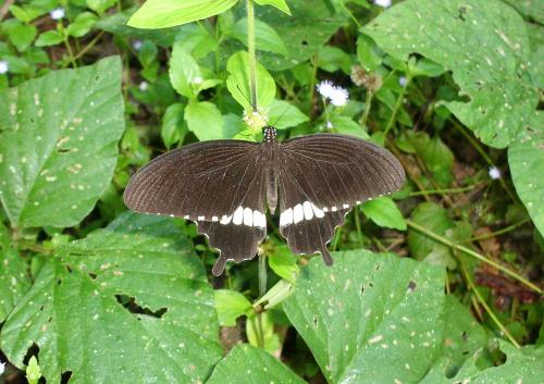 Papilio polytes