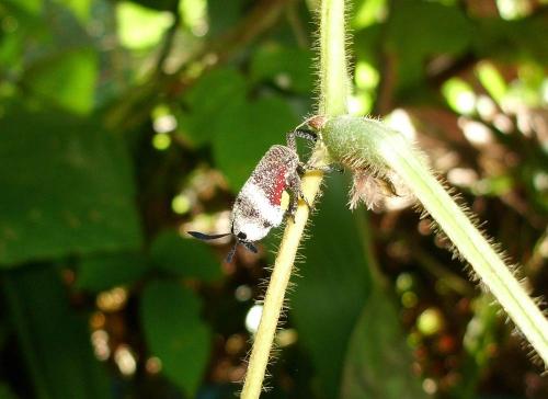 Ancyra sp.