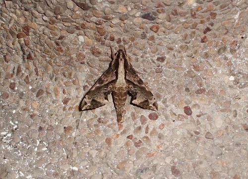 Réf. 81 201 : Eupanacra elegantulus