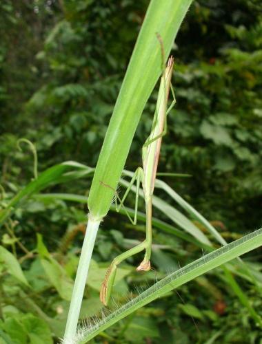 Tenodera sp.