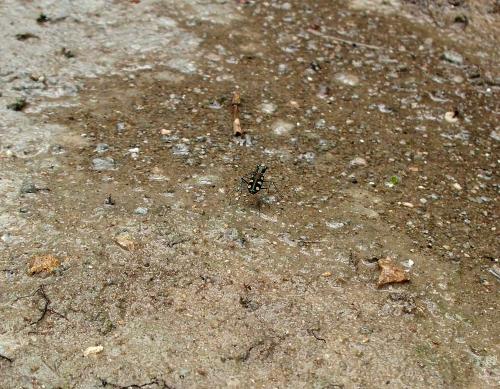 Cicindela aurulenta juxtata