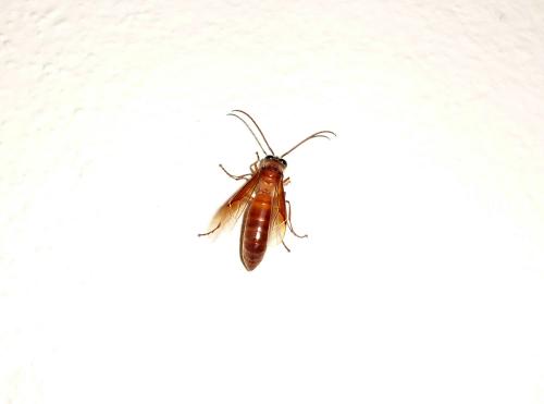 Provespa sp.