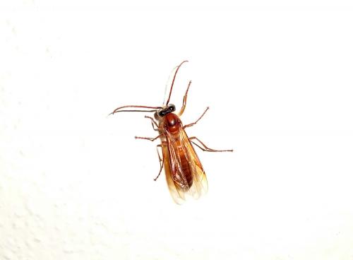 Provespa sp.