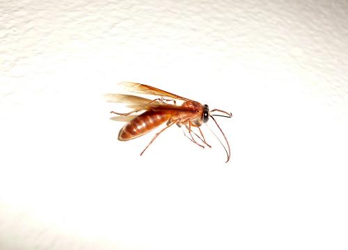 Provespa sp.