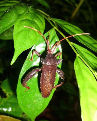 Réf. 81 354 : Prionolomia gigas