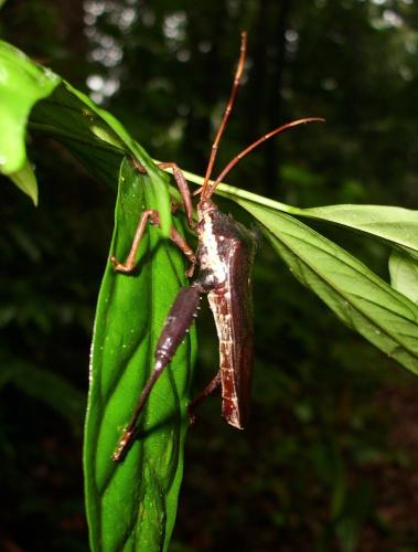 Prionolomia gigas