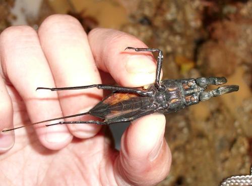 Laccotrephes sp.