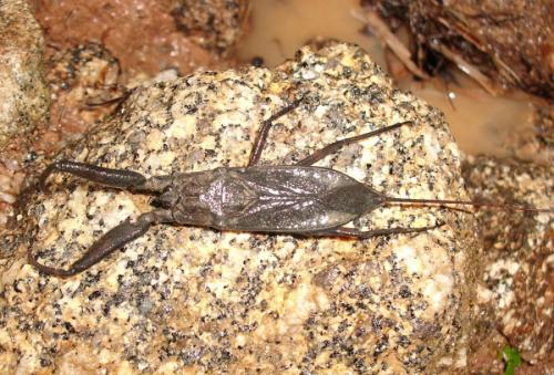 Laccotrephes sp.