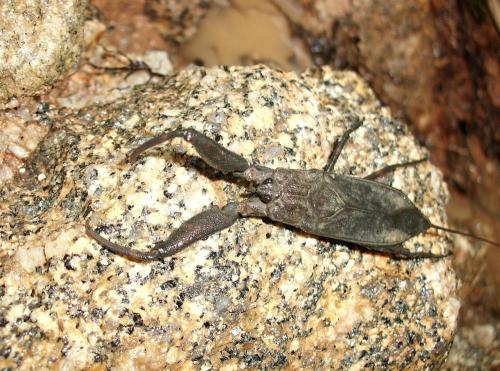 Laccotrephes sp.