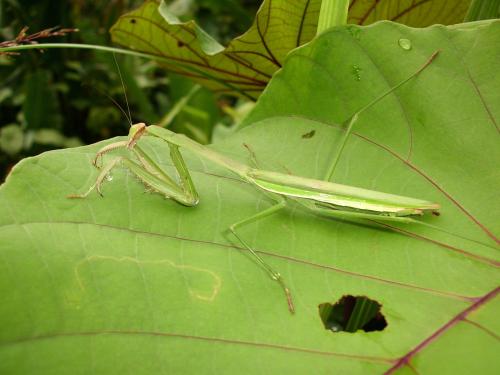 Mantinae