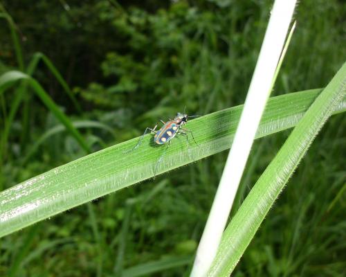 Réf. 81 165 : Cicindela aurulenta juxtata