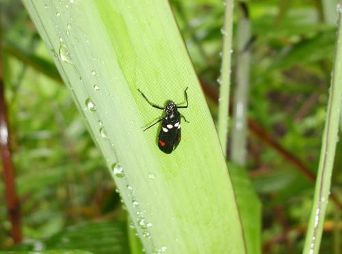 Callitettix sp.