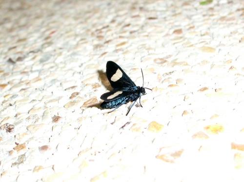 Trichaetoides sp.