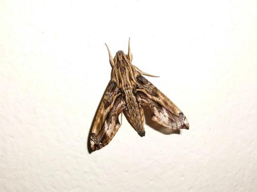 Eupanacra variolosa