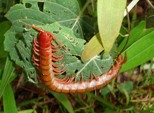 Scolopendra subspinipes dehaani