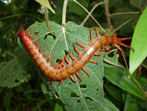 Scolopendra subspinipes dehaani