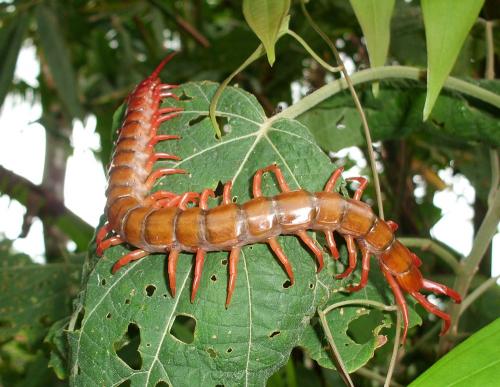 Réf. 81 060 : Scolopendra subspinipes dehaani