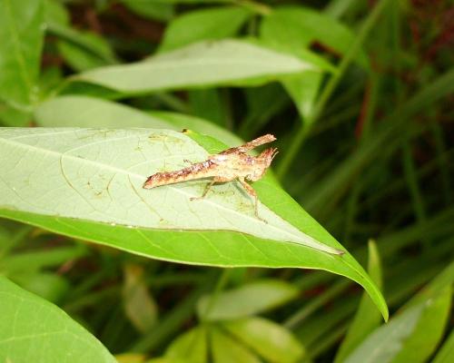 Erianthus sp.