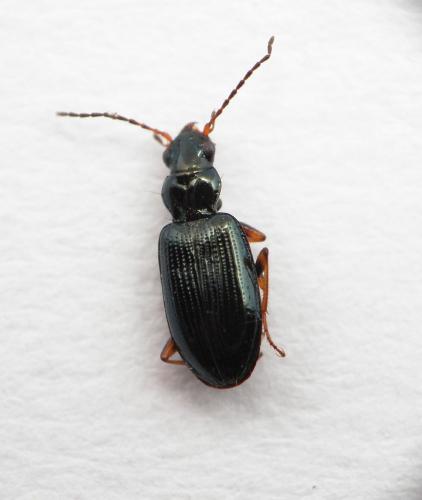 Bembidion sp.
