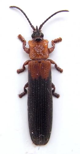 Brontispa longissima