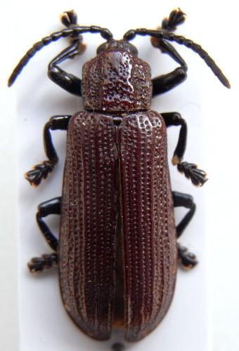 Cassidinae