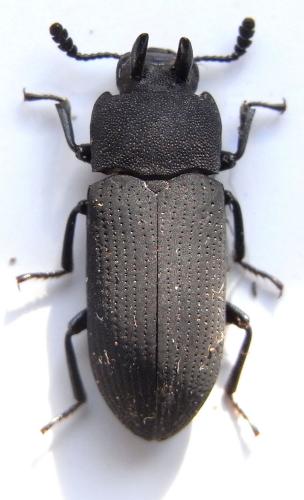 Cryphaeus gazella