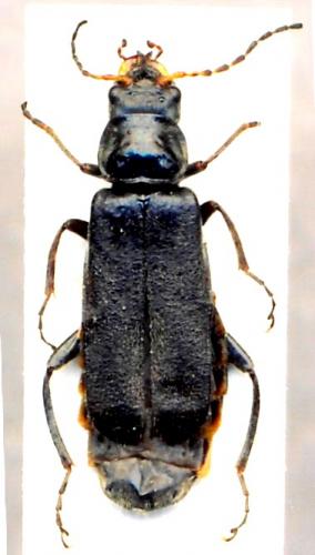 Réf. 81 405 : Cantharis tristis