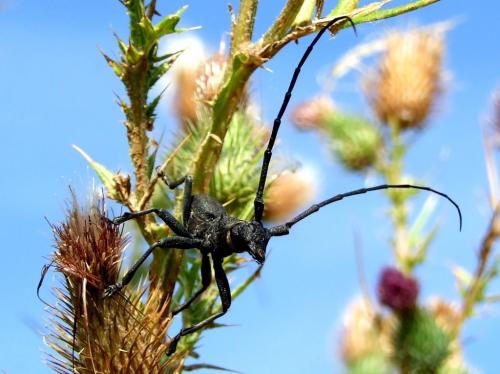 Morimus asper