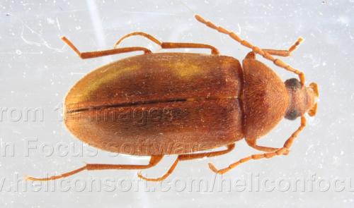 Réf. 81 753 : Isomira antennata