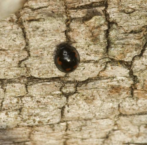 Exochomus quadripustulatus
