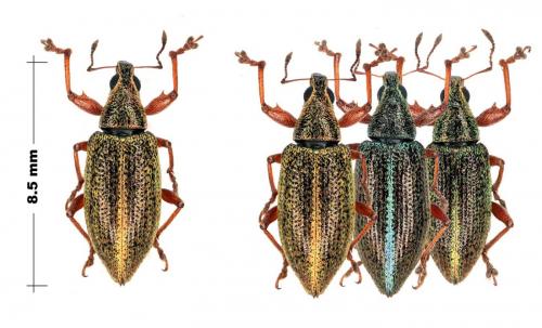 Cratopus sp.