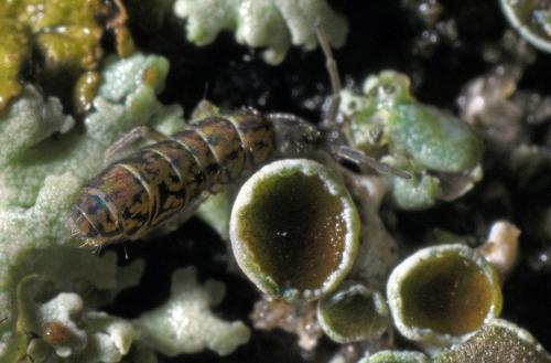 Isotomurus maculatus