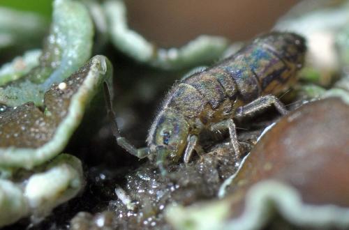 Réf. 81 562 : Isotomurus maculatus