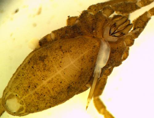 Trogulus nepaeformis