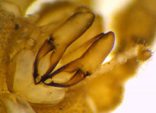 Trogulus nepaeformis