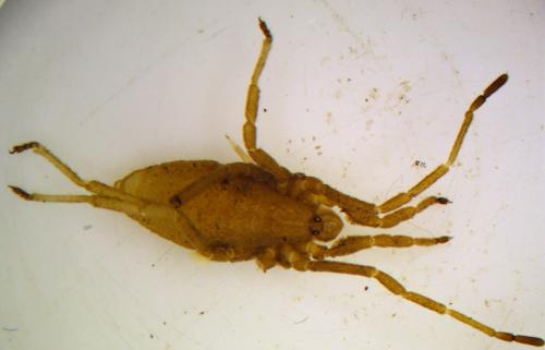 Trogulus nepaeformis
