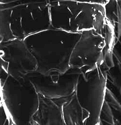 Diaeretus sp.